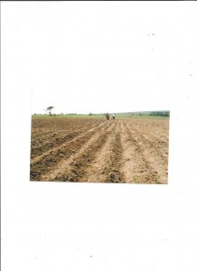 scan Sr. 004