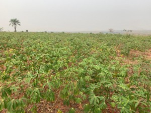 IMG-20190813-WA0003